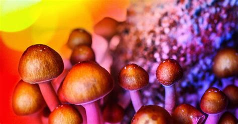 Exploring the addictive behaviors associated with magic mushroom use